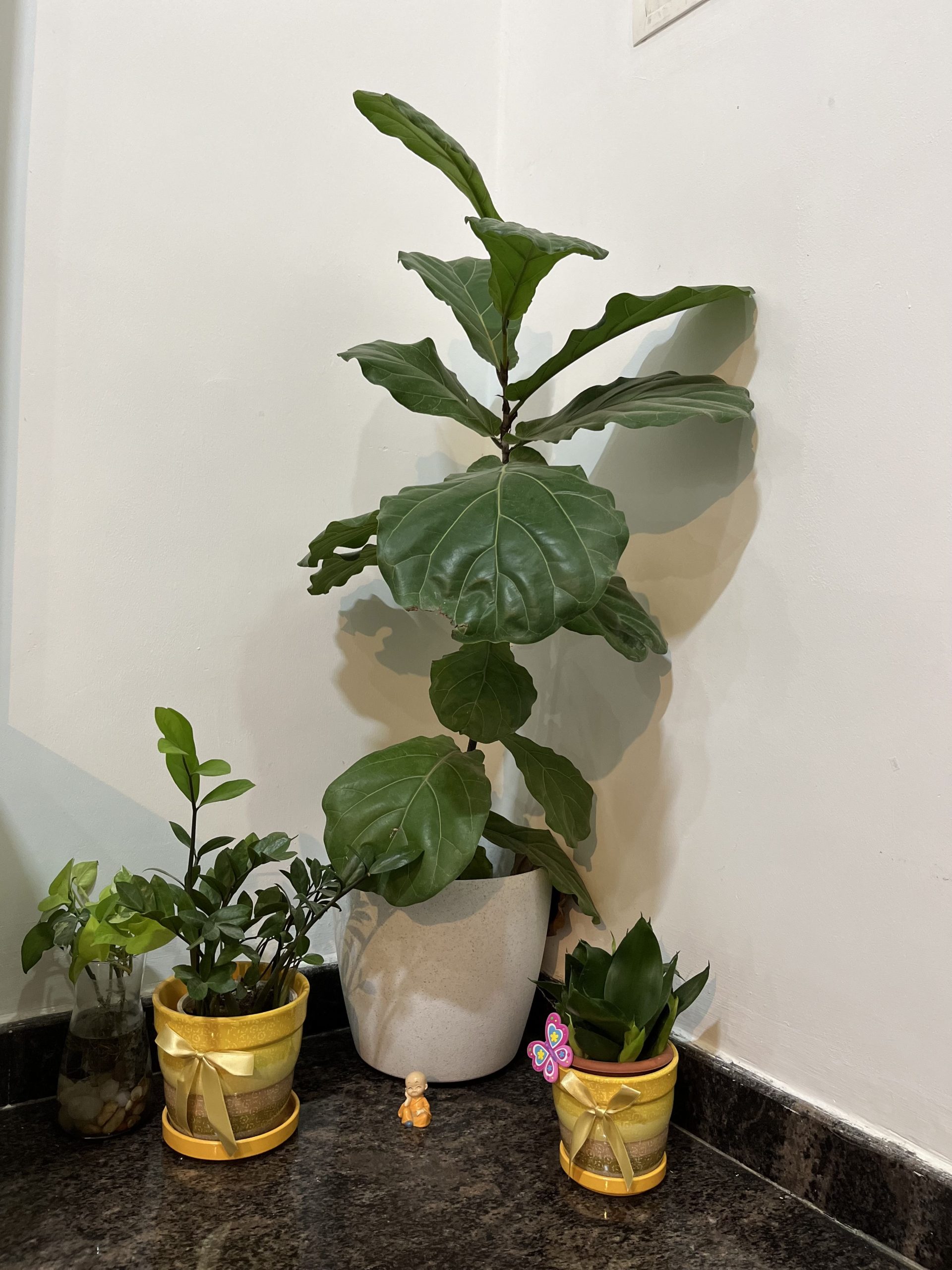 This Image showcases the collection of Indoor Plants for Home Corners.